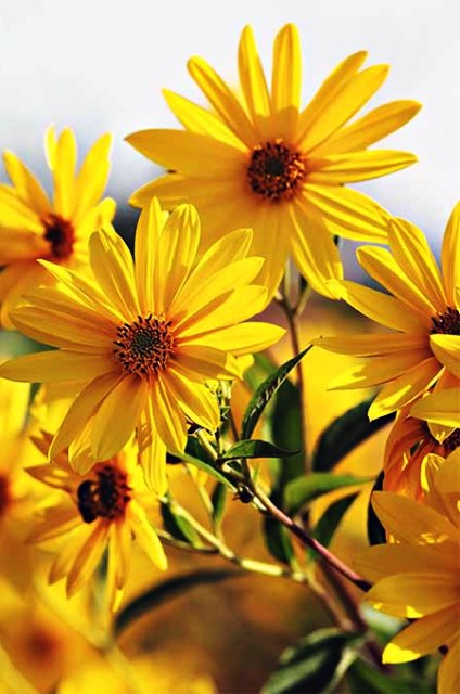 Pictures Of Beautiful Yellow Flowers Pictures Of Beautiful Yellow Flowers
