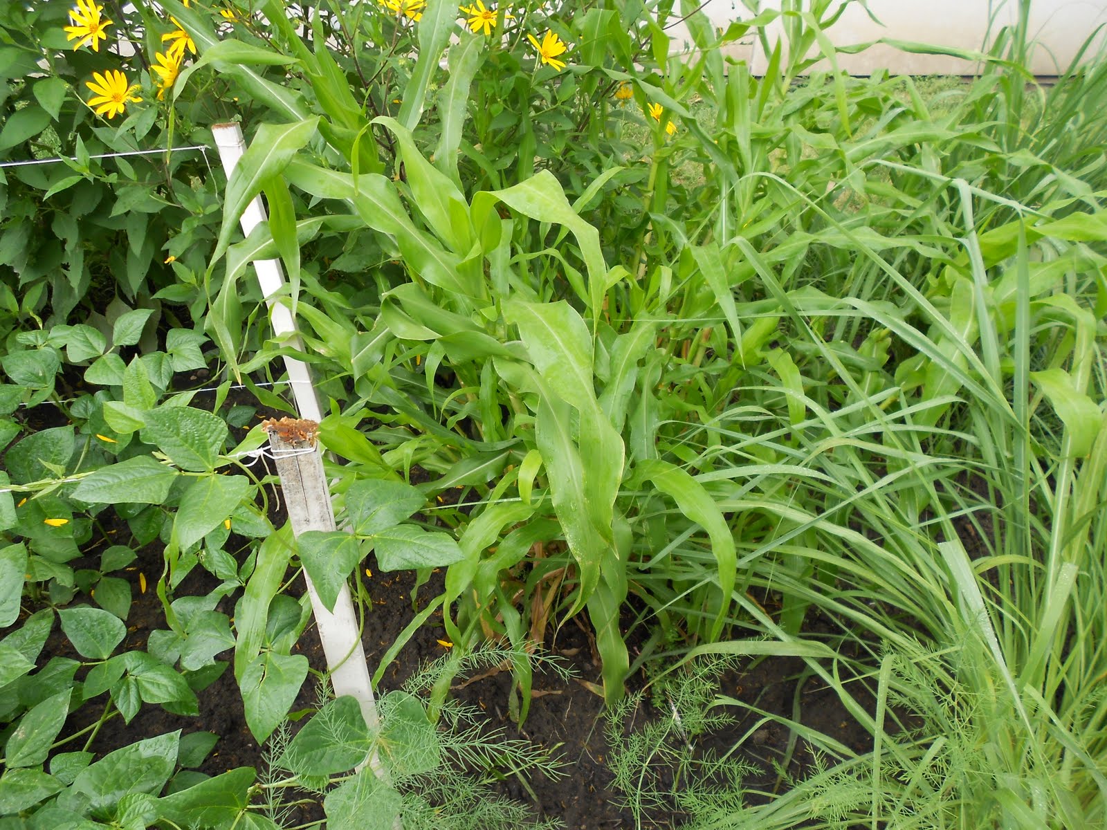 The Perennial Agriculturalist: teosinte