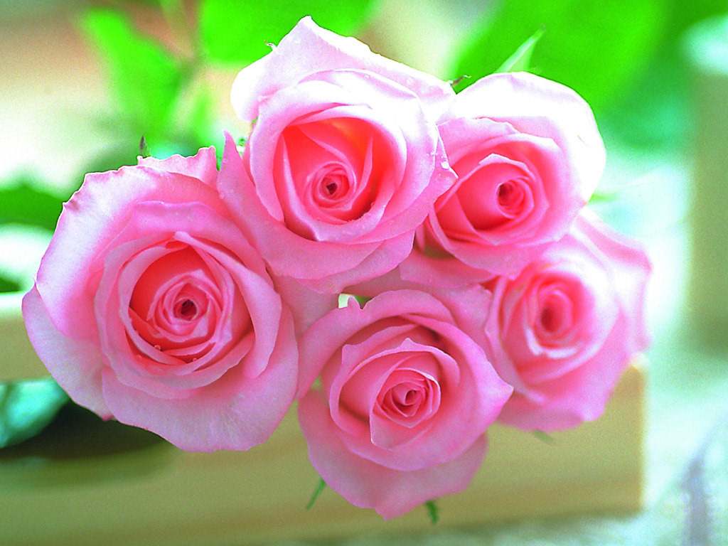 flower wallpaper of roses fashion pakistan 2011 pink flower wallpapers flower wallpaper of roses fashion pakistan 2011 pink flower wallpapers