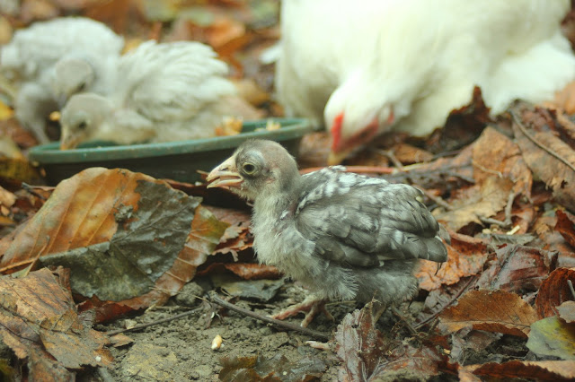Cochin broody hen and her adopted chicks