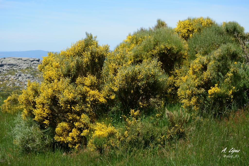 Flora de la Península Ibérica Cytisus oromediterraneus Rivas Mart