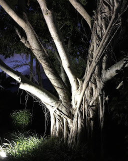 You, the Tree and Me