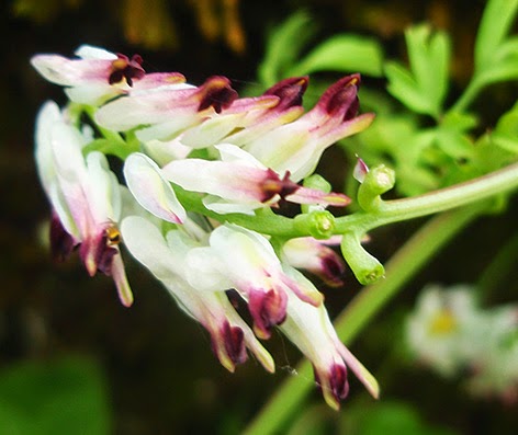 Fumaria (Fumaria capreolata)