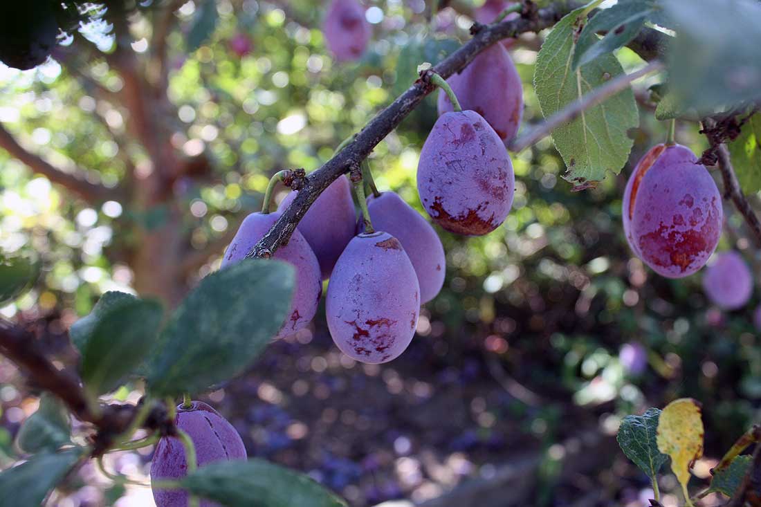 Judy Wise North Carolina and Home