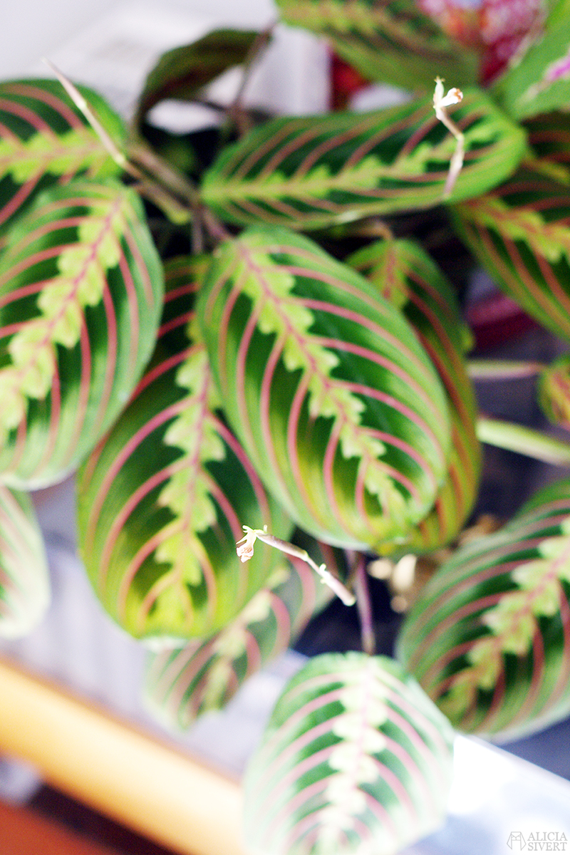 Maranta, photo by Alicia Sivertsson.