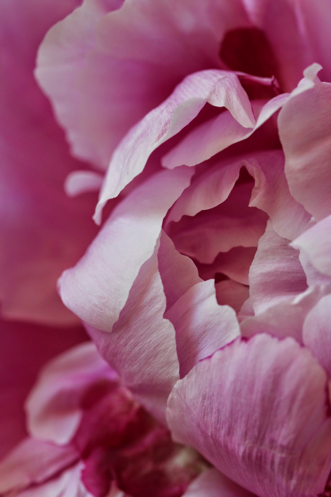 felixflowers: Pfingstrosen und Erdbeer - Heidelbeer Crumble