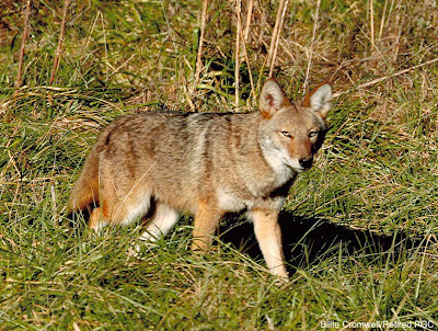 North Carolina Outdoorsman: Coyotes in the triangle