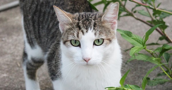 Do Neutered Cats Need Special Food Do Neutered Cats Need Special Food