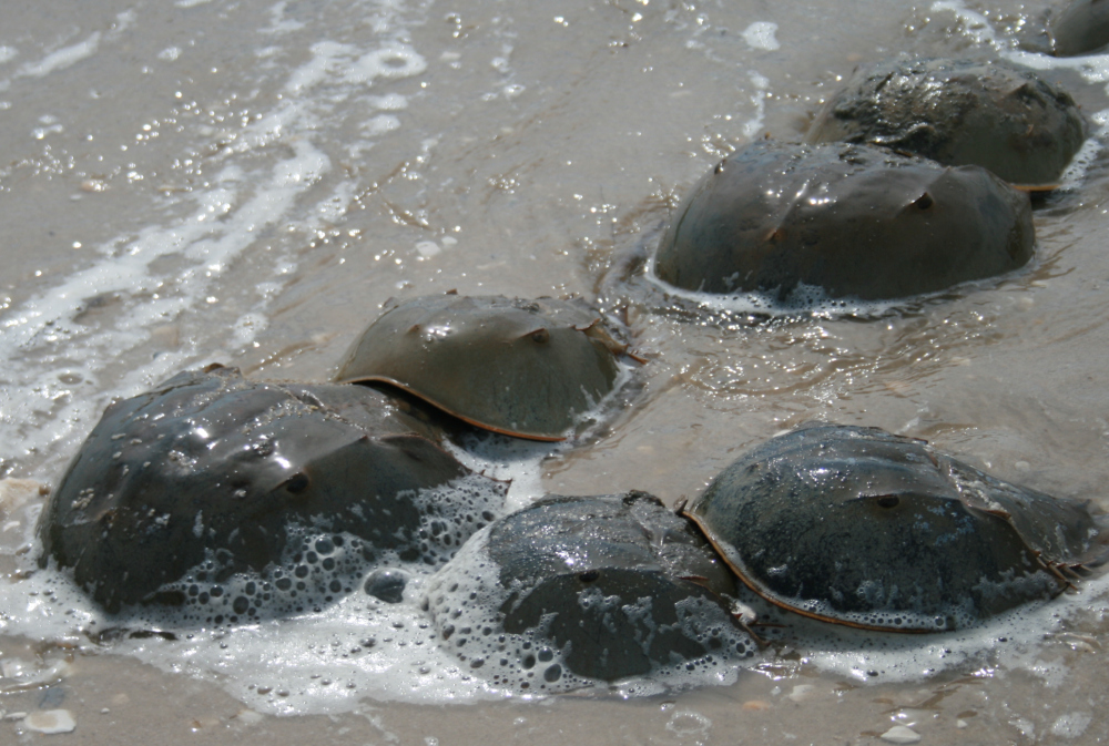 Weighty Matters Saturday Stories Horseshoe Crabs, Math Proofs, and