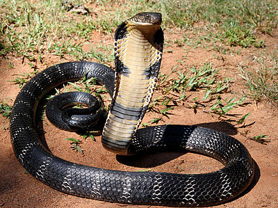 King Cobra King Cobra