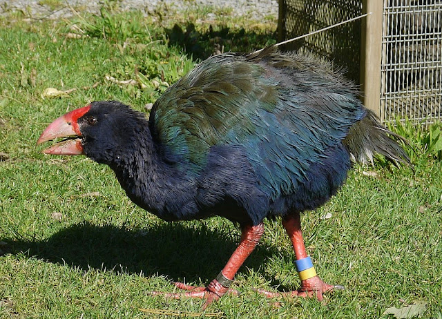 Takahe Takahe