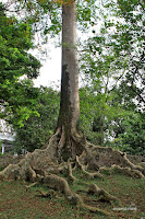 kebun raya bogor