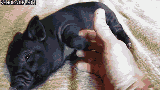 Funny animal gifs - part 101 (10 gifs), funny gifs, micro pig gets belly rubs