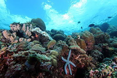 keindahan bawah laut pulau lembeh