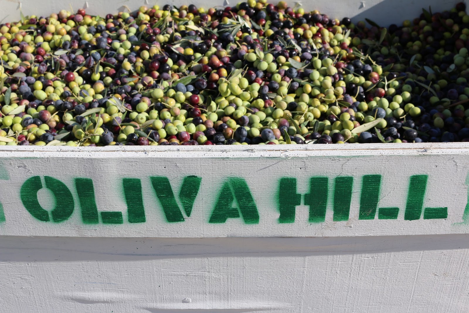 Oliva Hill Olive Oil Co June 2017