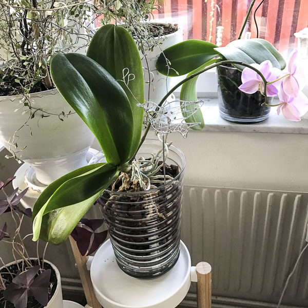 Brudorkidé phaleanopsis Brudorkidé phaleanopsis