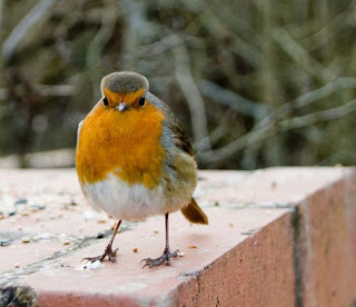 Fotos de los Angry birds en la vida real.