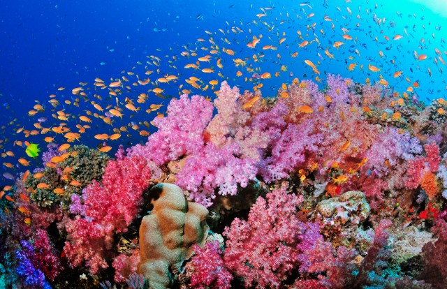 Sharm el sheikh - Snorkeling - Poracci In Viaggio sharm-el-sheikh-snorkeling-poracci-in-viaggio