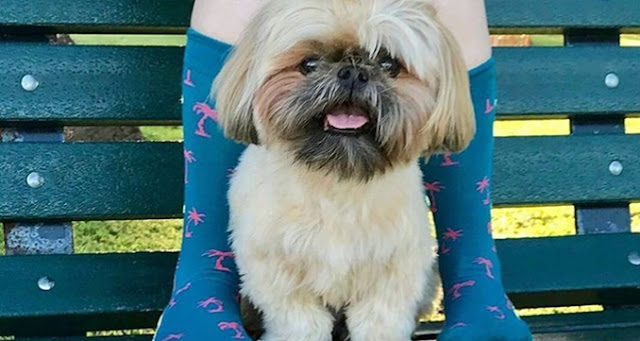 10 coisas que mudarão na sua vida depois de ter um SHIH TZU