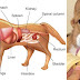 31 Healthiest Foods For Your Dog (and the 13 you NEED to avoid!)