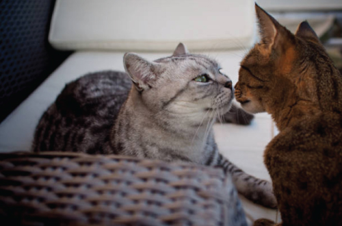 two cats sniffing noses