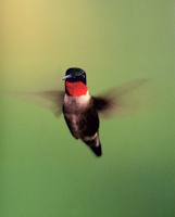 Wye marsh hummingbird festival - family fun guide north of toronto for july 12-14