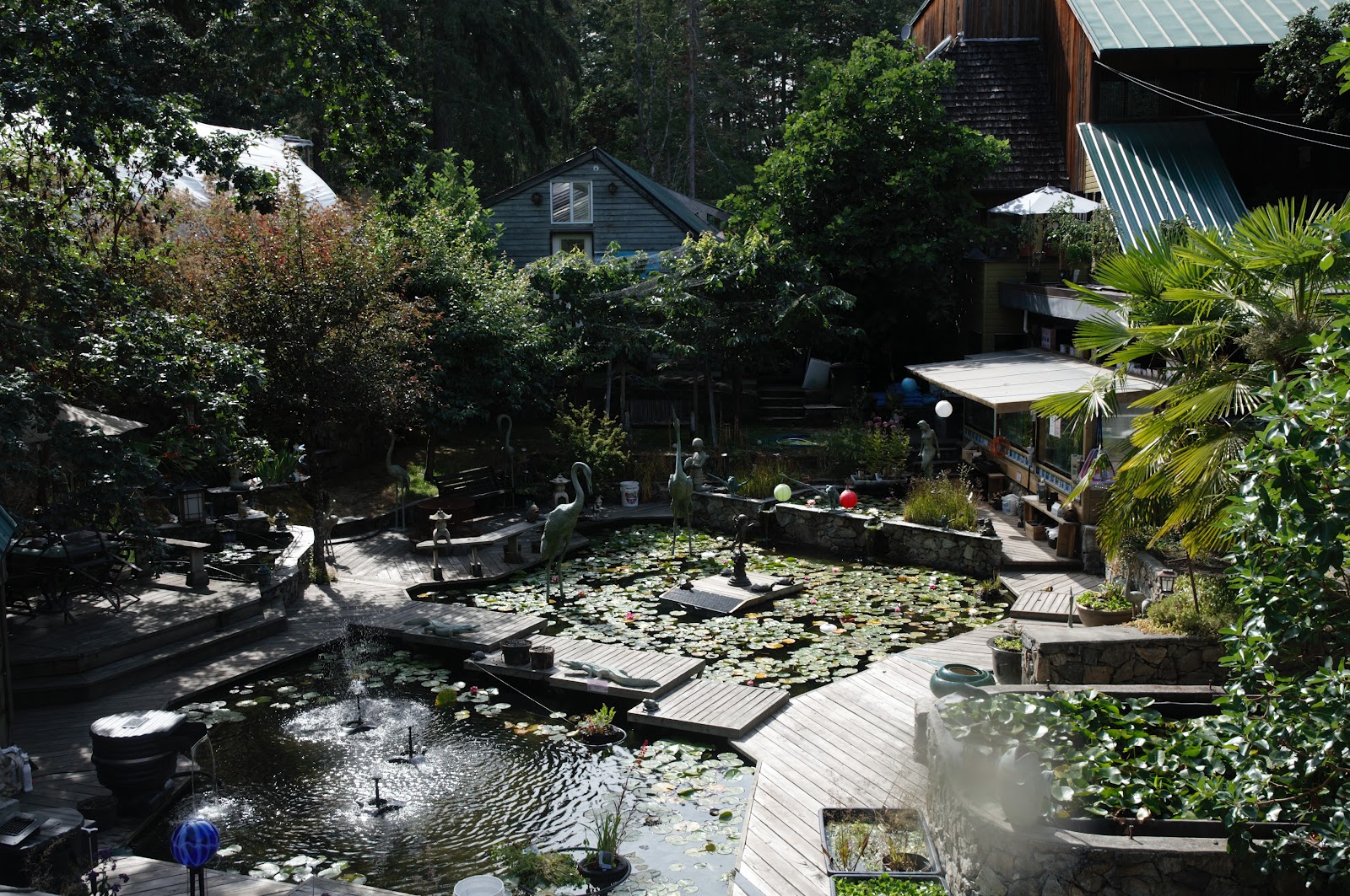 koi-pond-fish-koi-farms.jpg