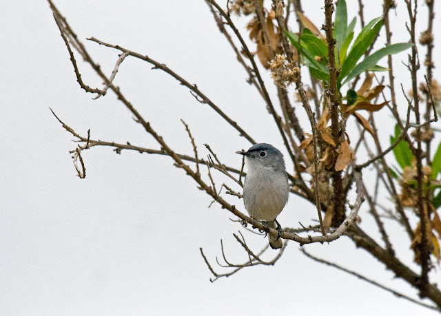Blue-gray Gnatcatcher Blue-gray Gnatcatcher