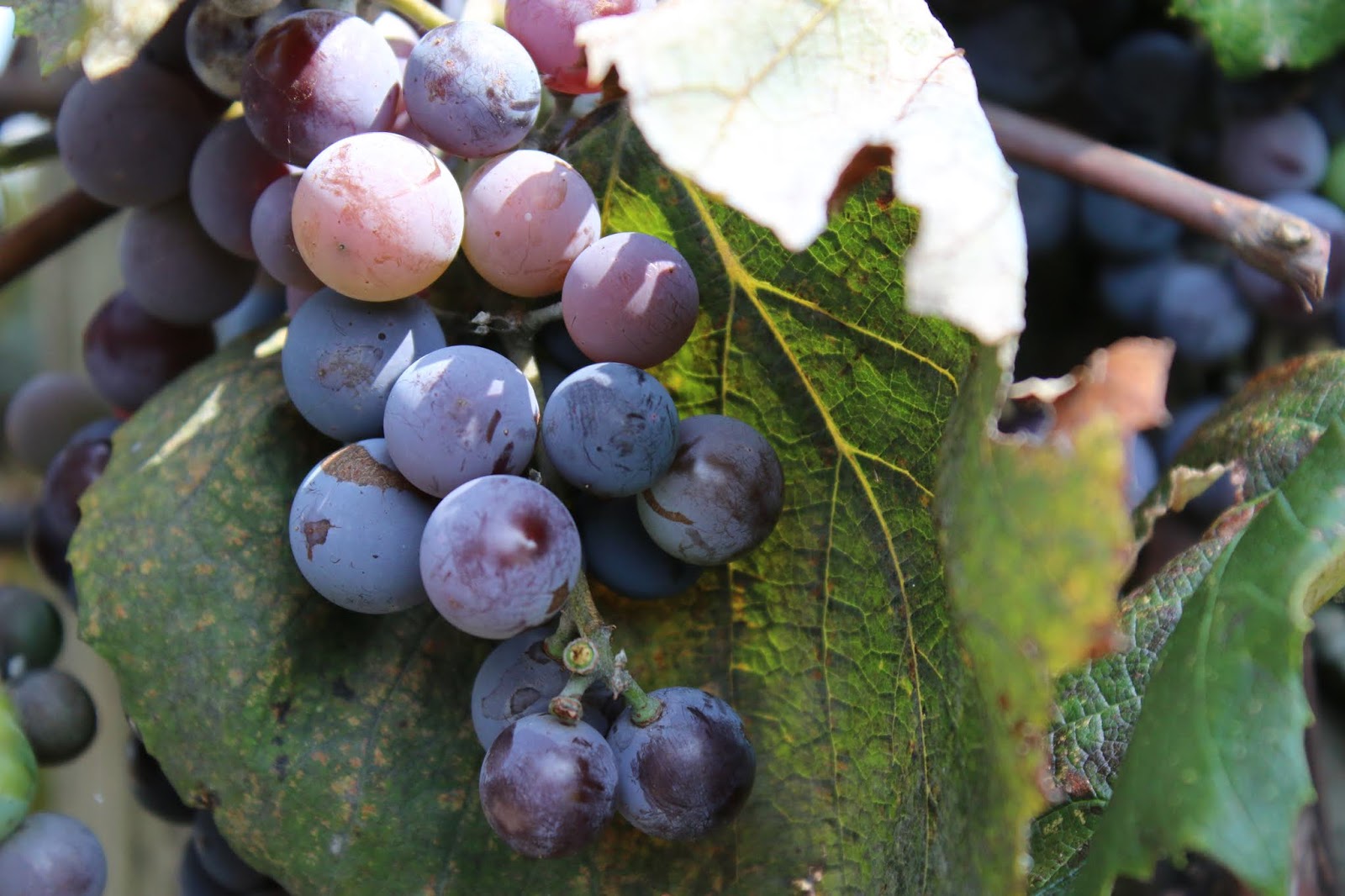 Exploring the Lake Erie Wine Trail in PA & NY, Chautauqua Lake, NY