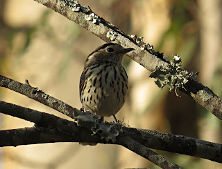 Speckled Warbler