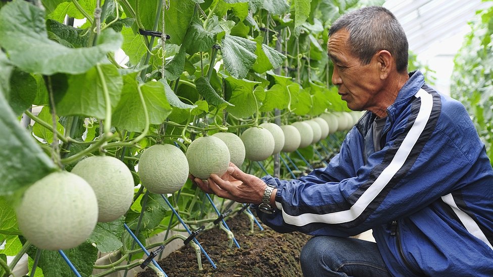 Pertanian Masa Kini: Kisah Sukses Sugiyanto, Petani Melon yang Raup
