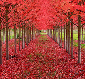 amazing-tree-tunnels-13-750x698