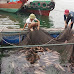 Vũng Áng (Hà Tĩnh): Nước biển chuyển màu lục, hải sản chết hàng loạt