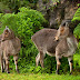 Climate Change Threatening 60% of the Endangered Nilgiri Tahr's Habitat