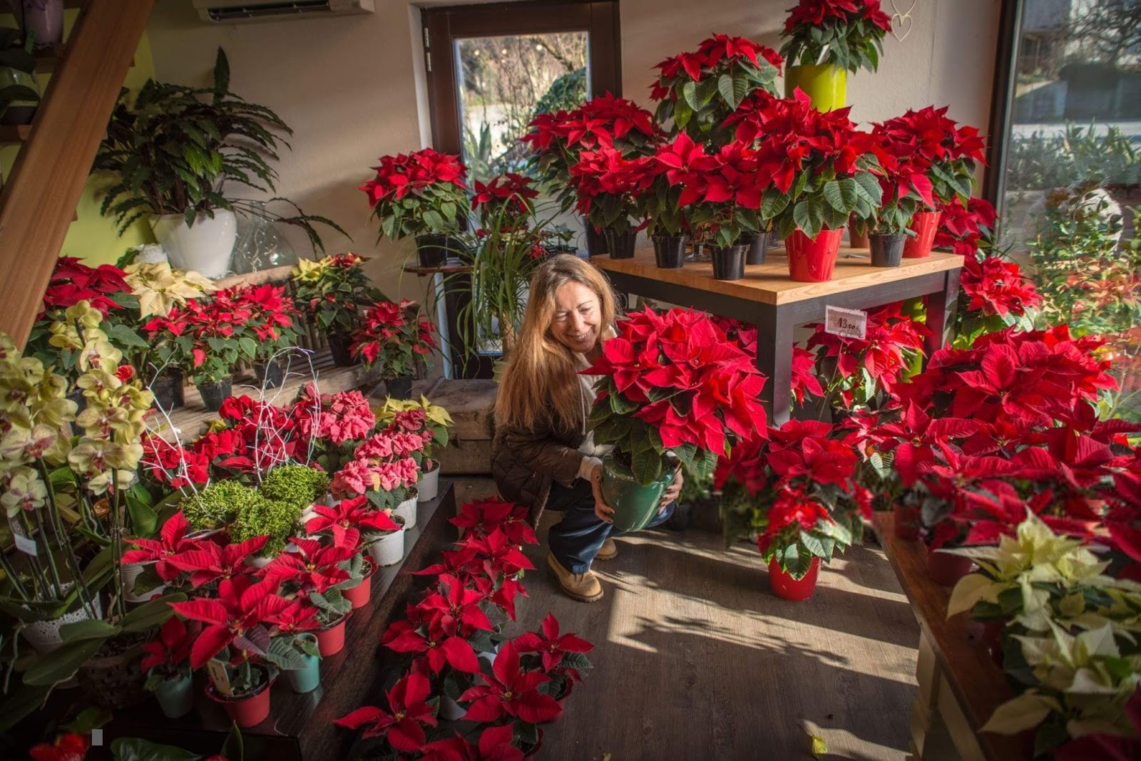 Beautiful Christmas Flowers Images Free Download