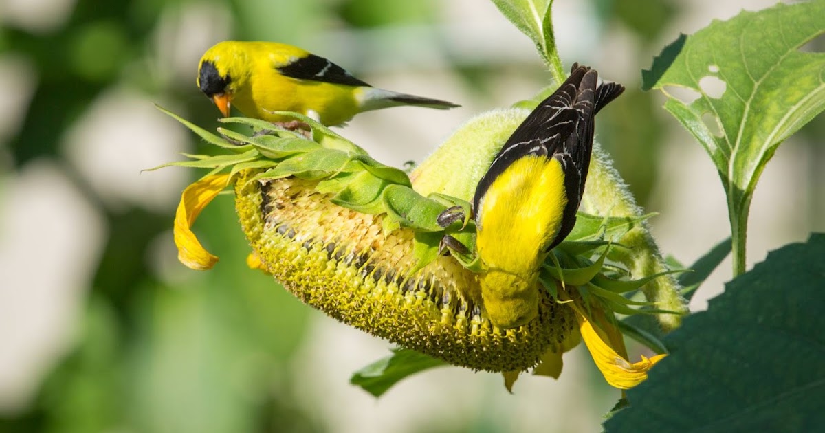 The Natural Naturalist: Goldfinches on sunflowers