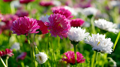 صور خلفيات زهور