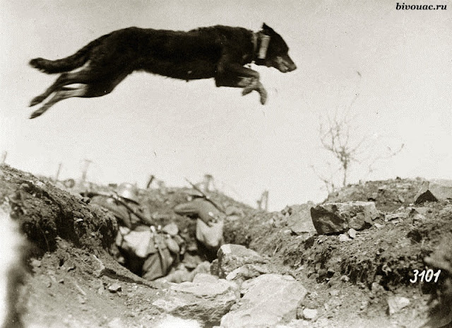 Немецкая собака-посыльный. Западный фронт, битва под Седаном, 1917 год. Немецкие штурмовые группы, Штурмовые группы, Штурмовые группы Первой мировой, Штурмовые части,