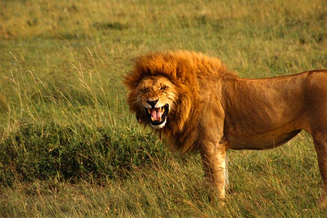 Funny Animals Funny Pictures: Lions Roaring Funny Pictures