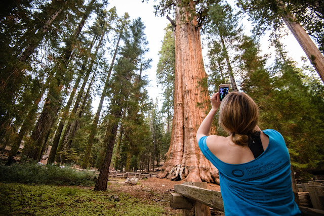 Sequoia Trees