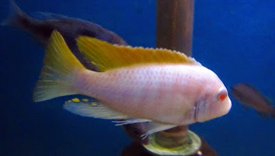 Ciclido Zebra Albino Ciclido Zebra Albino