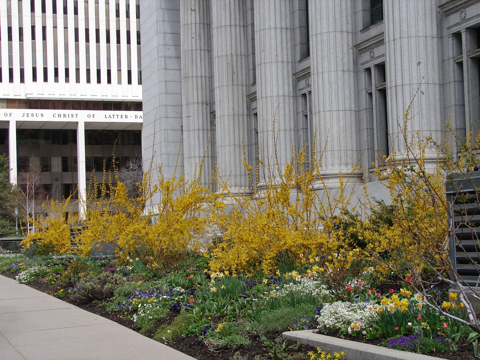 Growing With Plants Yellow Shrubs