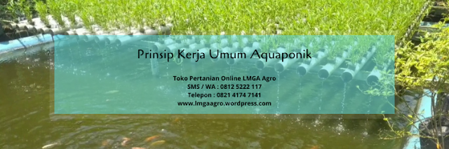 aquaponik, ikan, budidaya tanaman, pertanian, lmga agro