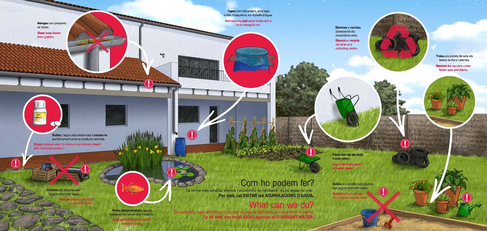 SERVEI DE CONTROL DE MOSQUITS: Mosquit tigre