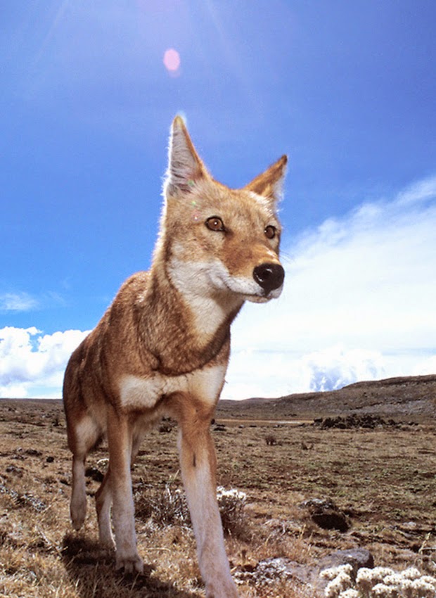 Wolves Breeds Wild life