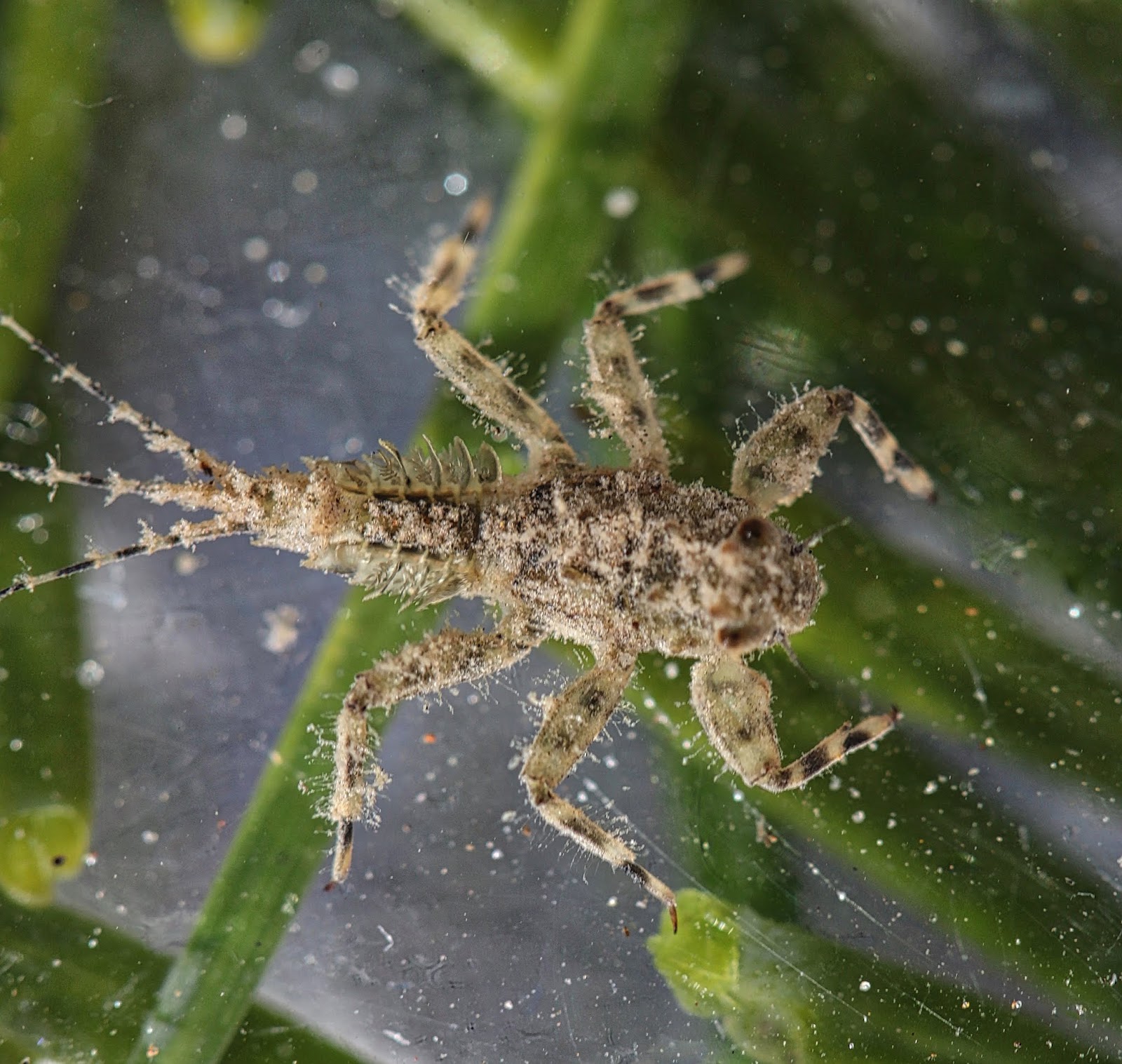 Aquatic Insects of Central Virginia: New Insects from Oregon: Drunella ...