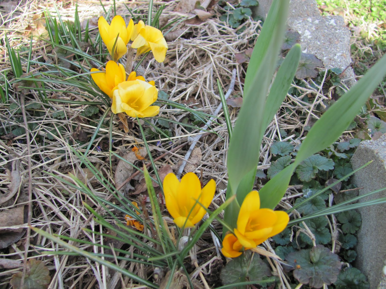 Botanical Junkie First Flowers of Spring