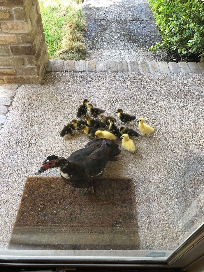 28 Incredibly Cute Pictures Every Duck Lover Will Fall For 28 Incredibly Cute Pictures Every Duck Lover Will Fall For