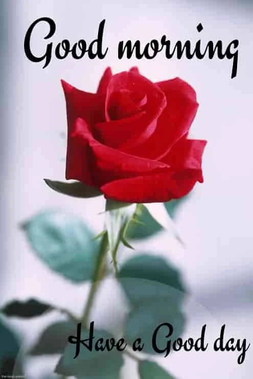 good morning wallpaper with red rose