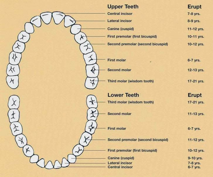 Adults have 32 teeth total. 